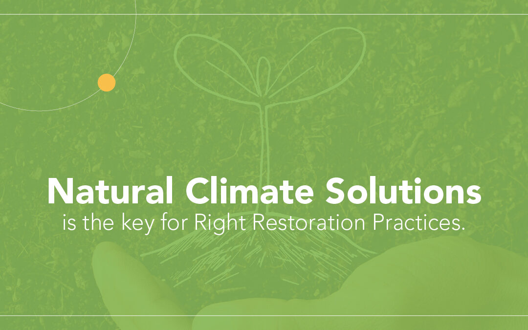 What Are Natural Climate Solutions & How You Can Benefit From It?